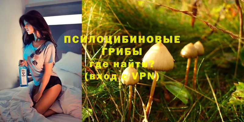 Псилоцибиновые грибы Cubensis  Зерноград 